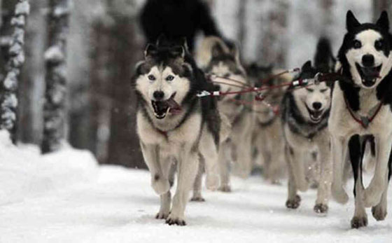 تعرف على اخطر 10 كلاب في العالم صورة رقم 7