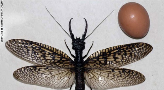 اكتشاف حشرة عملاقة في الصين قد تكون الاكثر ارعابا وادهاشا في العالم!! صورة رقم 2