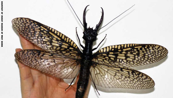 اكتشاف حشرة عملاقة في الصين قد تكون الاكثر ارعابا وادهاشا في العالم!! صورة رقم 1