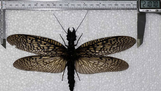 اكتشاف حشرة عملاقة في الصين قد تكون الاكثر ارعابا وادهاشا في العالم!! صورة رقم 3