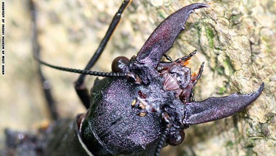 اكتشاف حشرة عملاقة في الصين قد تكون الاكثر ارعابا وادهاشا في العالم!! صورة رقم 4