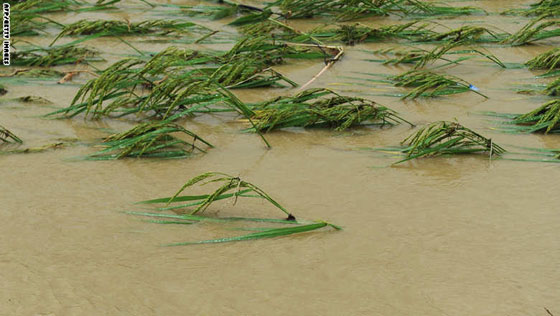 اكتشاف حشرة عملاقة في الصين قد تكون الاكثر ارعابا وادهاشا في العالم!! صورة رقم 5