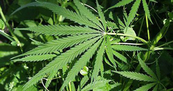 ادخال كميات كبيرة من المخدرات الى التشيلي.. والناقل كرويون من باراجواي صورة رقم 1