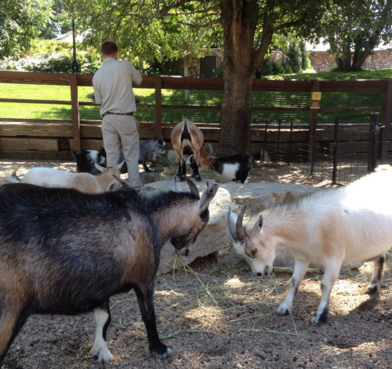 ما هي الحديقة التي تصدرت قائمة افضل حديقة حيوانات في العالم؟  صورة رقم 2