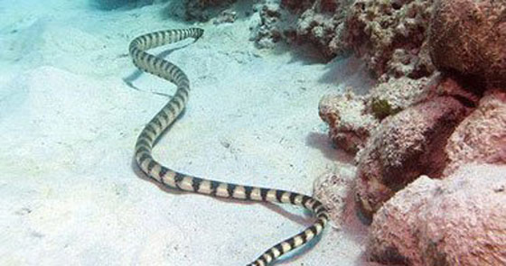  نفوق اقدم ثعبان بحري بالعالم عن عمر 155 عاما صورة رقم 1