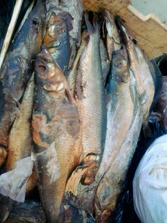 وجبة اسماك فاسدة تصيب 40 شخصا بالتسمم في الاسماعيلية صورة رقم 1