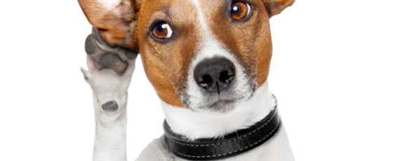 حقائق مدهشة.. الاخطبوط يأكل اطرافه عندما يقع في اسر الصياد صورة رقم 2