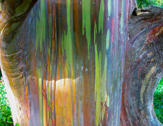 بالصور.. شاهد كيف يتبدى الكوكب الارضي بأروع حالاته في ظل ظواهر مدهشة صورة رقم 16