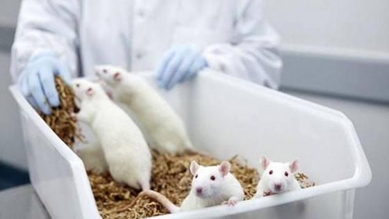 بعد عشرة طويلة.. اراد التخلص من مئات الفئران!! صورة رقم 1