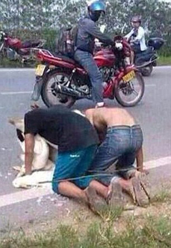 صور.. اجبار صبيين على قضم بطتين نافقتين عقابا لهما على السرقة صورة رقم 5