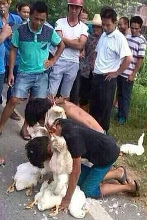 صور.. اجبار صبيين على قضم بطتين نافقتين عقابا لهما على السرقة صورة رقم 3