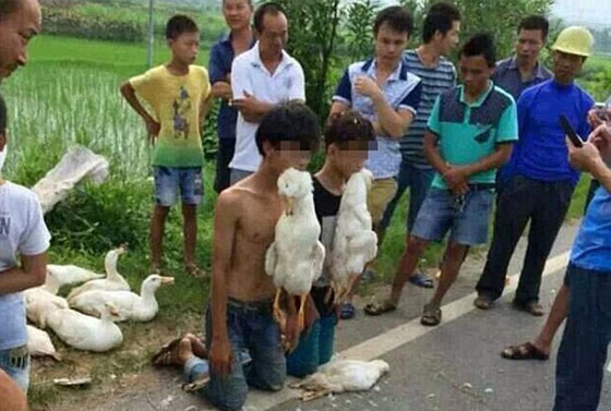 صور.. اجبار صبيين على قضم بطتين نافقتين عقابا لهما على السرقة صورة رقم 2