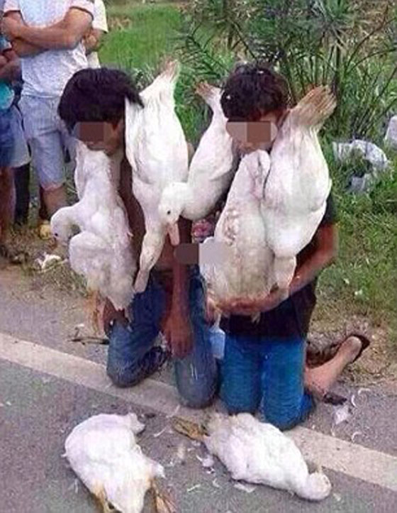 صور.. اجبار صبيين على قضم بطتين نافقتين عقابا لهما على السرقة صورة رقم 4