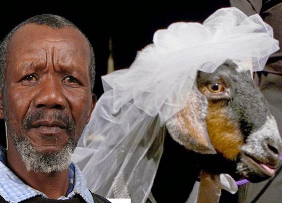 رجل يتزوج من عنزته بمباركة كاهن بلدته!! صورة رقم 1