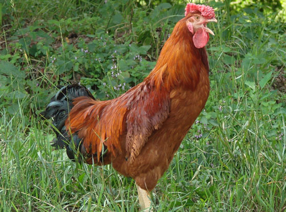 21 معلومة غريبة لا تعرفها عن الدولة العظمى الوحيدة امريكا صورة رقم 2