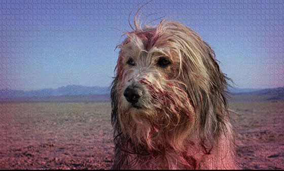 صور 8 كلاب سرقت النجومية من أشهر الفنانين صورة رقم 3