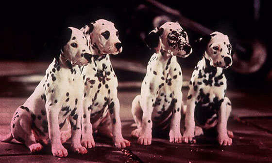 صور 8 كلاب سرقت النجومية من أشهر الفنانين صورة رقم 2