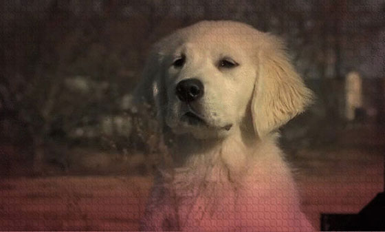 صور 8 كلاب سرقت النجومية من أشهر الفنانين صورة رقم 6