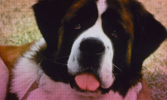 صور 8 كلاب سرقت النجومية من أشهر الفنانين صورة رقم 1