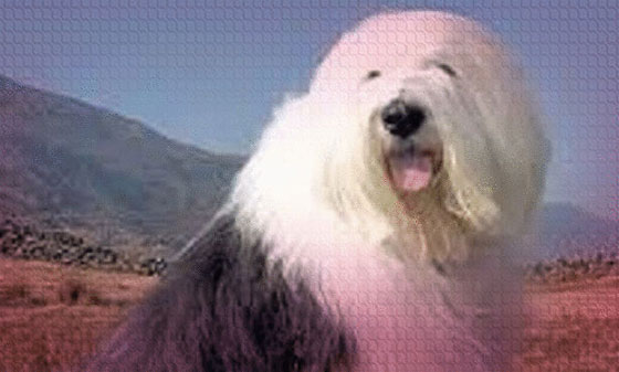 صور 8 كلاب سرقت النجومية من أشهر الفنانين صورة رقم 7