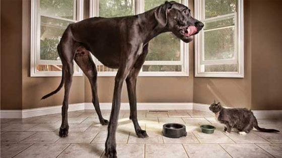 الموت يغيب زوس.. اطول كلب في العالم قبل احتفاله بميلاده السادس صورة رقم 3