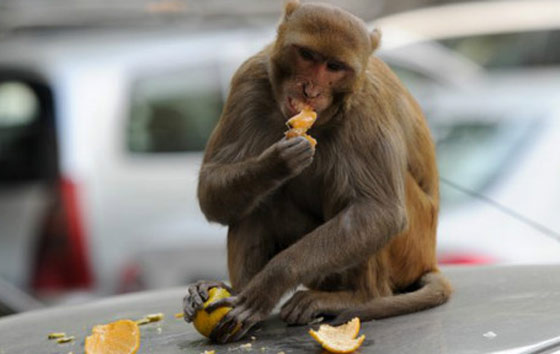 اكثر من 700 شخص يحلقون رؤوسهم ولحاهم حدادا على قرد! صورة رقم 2