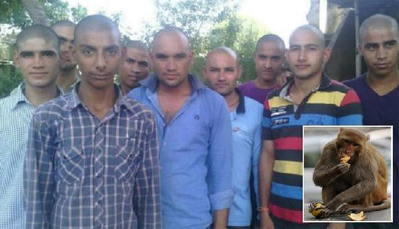 اكثر من 700 شخص يحلقون رؤوسهم ولحاهم حدادا على قرد! صورة رقم 1