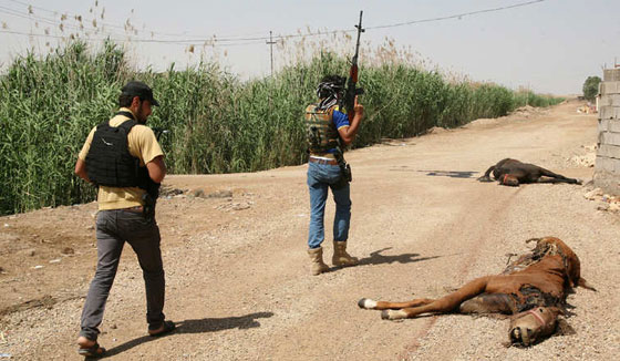 جماعات مسلحة تقوم بتفخيخ خيول وحيوانات لتفجيرها عن بعد صورة رقم 1