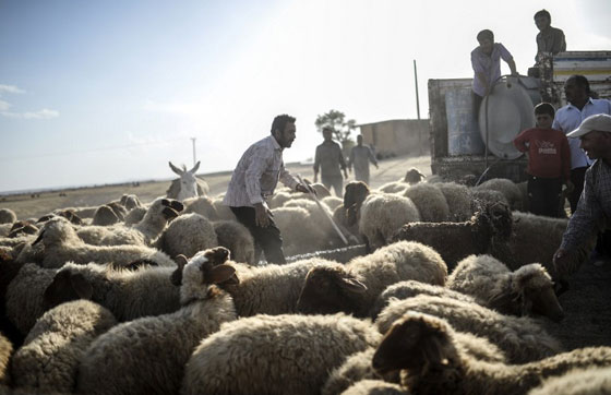 جماعات مسلحة تقوم بتفخيخ خيول وحيوانات لتفجيرها عن بعد صورة رقم 3