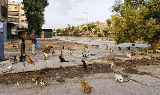 بالصور.. سوري يتخذ من 150 قطة ضالة عائلة جديدة بعد نزوح اهله صورة رقم 1