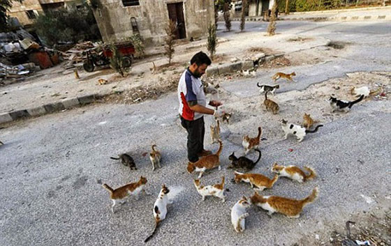 بالصور.. سوري يتخذ من 150 قطة ضالة عائلة جديدة بعد نزوح اهله صورة رقم 2