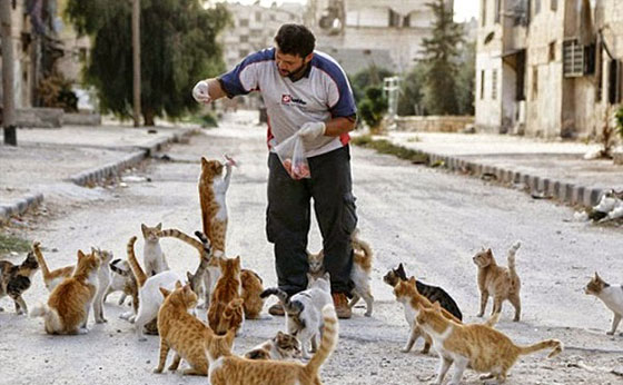 بالصور.. سوري يتخذ من 150 قطة ضالة عائلة جديدة بعد نزوح اهله صورة رقم 3