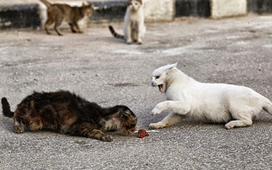 بالصور.. سوري يتخذ من 150 قطة ضالة عائلة جديدة بعد نزوح اهله صورة رقم 5