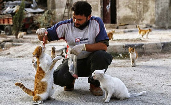 بالصور.. سوري يتخذ من 150 قطة ضالة عائلة جديدة بعد نزوح اهله صورة رقم 6