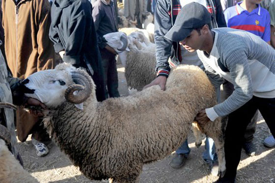 عيد الاضحى: هل الزمن هو الذي تغير أم نحن تغيّرنا؟ صورة رقم 1