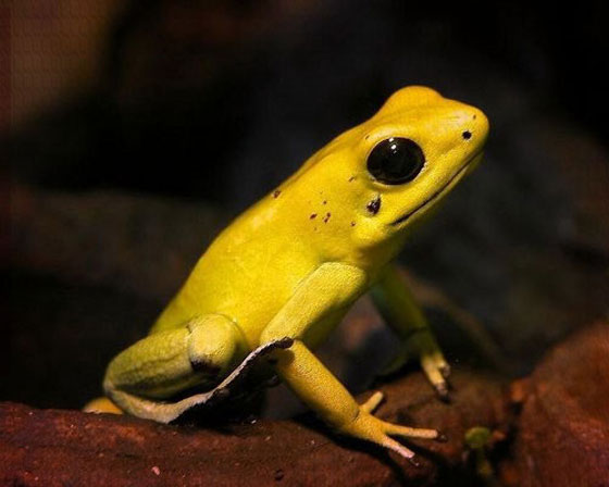 احذر من 10 حيوانات تبدو بريئة ولطيفة لكنها خطيرة وسامة لدرجة قد تقتلك! صورة رقم 6