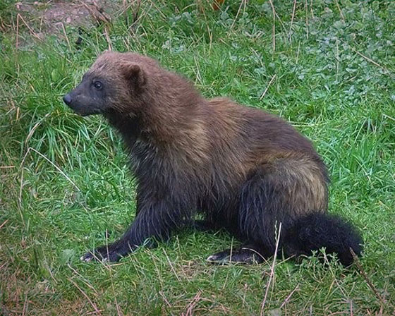 احذر من 10 حيوانات تبدو بريئة ولطيفة لكنها خطيرة وسامة لدرجة قد تقتلك! صورة رقم 8