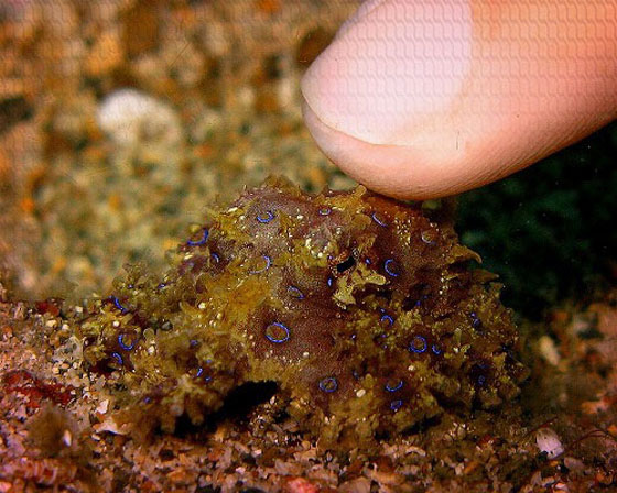 احذر من 10 حيوانات تبدو بريئة ولطيفة لكنها خطيرة وسامة لدرجة قد تقتلك! صورة رقم 5