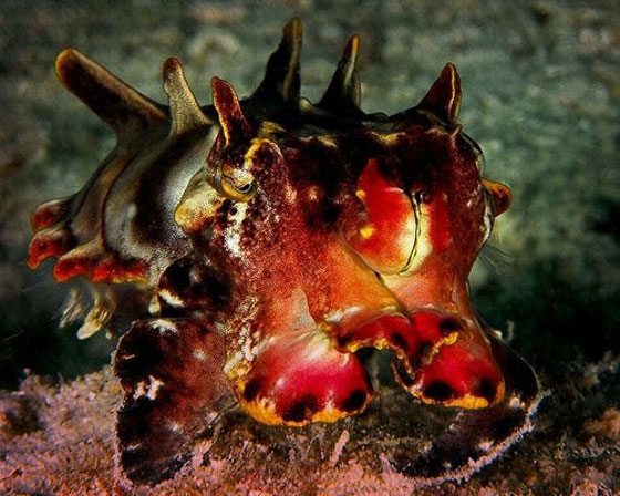 احذر من 10 حيوانات تبدو بريئة ولطيفة لكنها خطيرة وسامة لدرجة قد تقتلك! صورة رقم 9