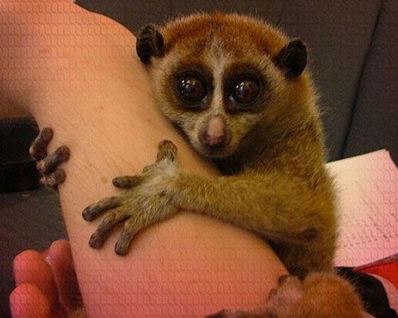 احذر من 10 حيوانات تبدو بريئة ولطيفة لكنها خطيرة وسامة لدرجة قد تقتلك! صورة رقم 2