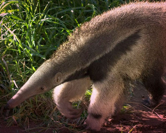 احذر من 10 حيوانات تبدو بريئة ولطيفة لكنها خطيرة وسامة لدرجة قد تقتلك! صورة رقم 7