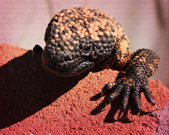 احذر من 10 حيوانات تبدو بريئة ولطيفة لكنها خطيرة وسامة لدرجة قد تقتلك! صورة رقم 10