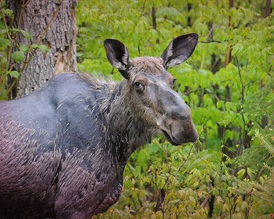 احذر من 10 حيوانات تبدو بريئة ولطيفة لكنها خطيرة وسامة لدرجة قد تقتلك! صورة رقم 3
