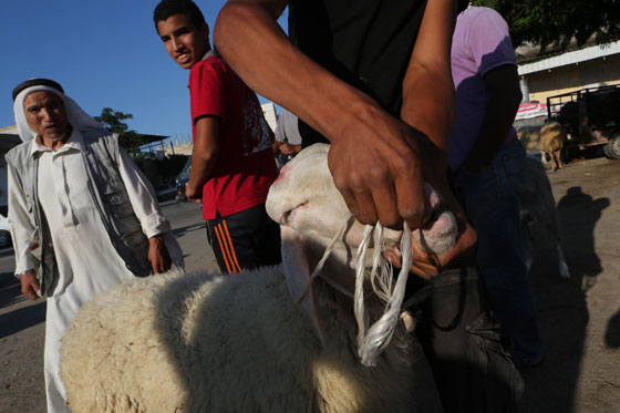 اضحى مبارك.. كل عام وانتم بألف خير صورة رقم 7