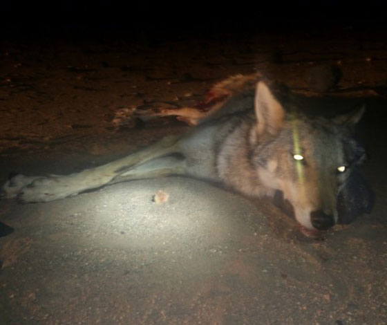 في الاقصر.. رجل يضحى بالذئب المفترس بدل الخروف الوديع صورة رقم 2