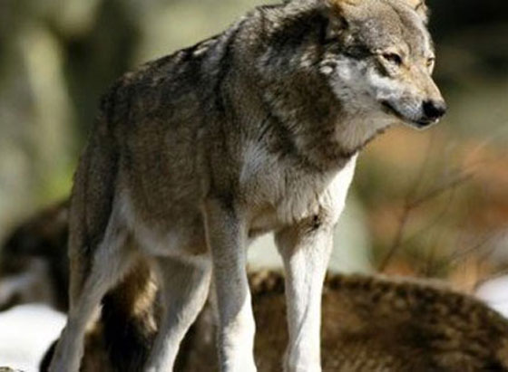 في الاقصر.. رجل يضحى بالذئب المفترس بدل الخروف الوديع صورة رقم 3