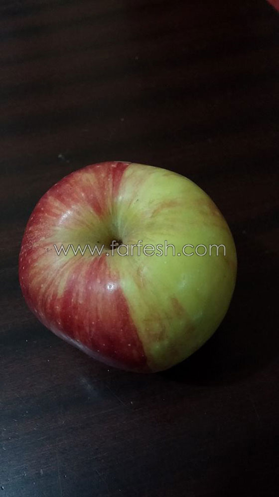 سيدة من الناصرة تعثر على تفاحة نادرة نصفها احمر ونصفها اخضر صورة رقم 6