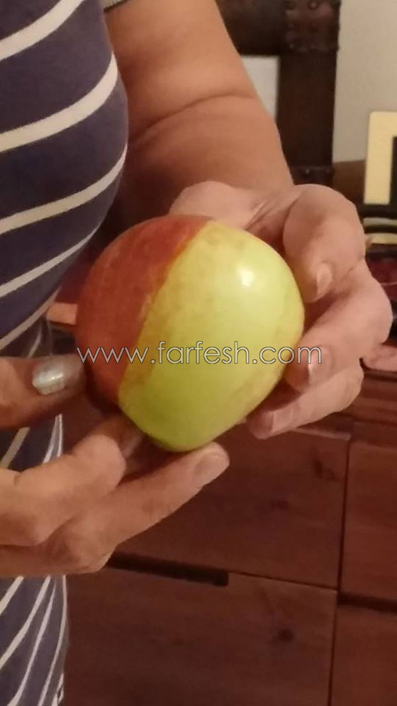 سيدة من الناصرة تعثر على تفاحة نادرة نصفها احمر ونصفها اخضر صورة رقم 5