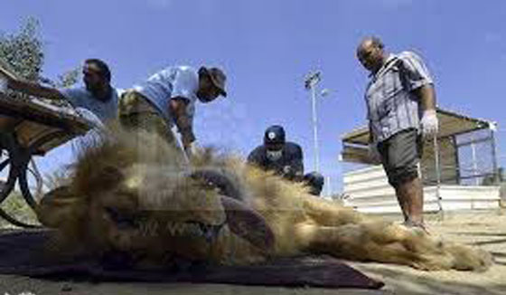 اسود غزة تتلقى العلاج في الاردن للشفاء من اثار العدوان الاسرائيلي صورة رقم 3