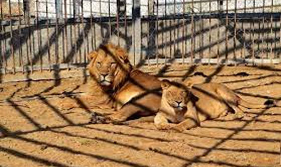 اسود غزة تتلقى العلاج في الاردن للشفاء من اثار العدوان الاسرائيلي صورة رقم 4